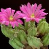 Echinocereus_morricallii